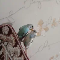 یک جفت مرغ عشق کاملا رام و دستی