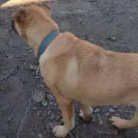 سگ سراب فوری