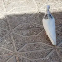 کفتر|پرنده|فردوس (خراسان), |دیوار