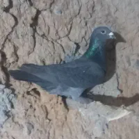 انگشتر.کفتر