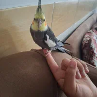 چند عدد عروس هلندی|پرنده|صحنه, |دیوار