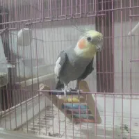 عروس هلندی نر ۱ساله