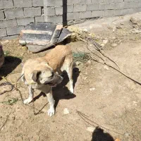 حیوانات مزرعه سگ