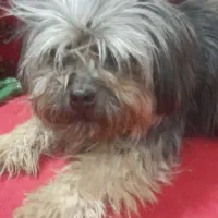 پت های فروشی|سگ|مشهد, فاطمیه|دیوار