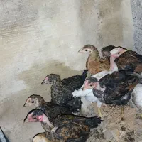 جوجه مرغ|حیوانات مزرعه|شوش, |دیوار
