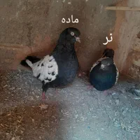یک جفت کبوتر|پرنده|تربت جام, میان جام|دیوار