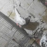 کبوتر|پرنده|تیکمه داش, |دیوار