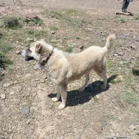 سگ کنگال خوب برای دعوا. ۴تومن