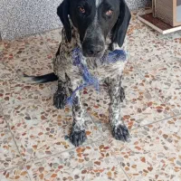 دست دنبلانی