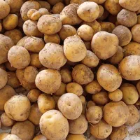 فروش بذر سیب زمینی اکریا کلمبا رانمی۴۰۲