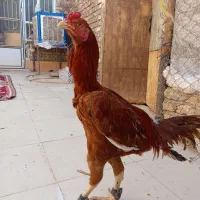 باسلام یک عدد خروس لاری به فروش میرسد