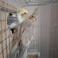 پرنده عروس هلندی همراه با قفس