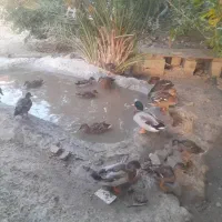 اوردک پروازی|حیوانات مزرعه|رحمت‌آباد, |دیوار