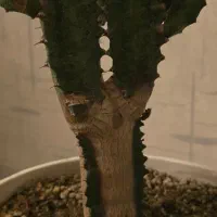 کاکتوس افوربیا|گل و گیاه طبیعی|بندرعباس, |دیوار