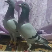۵عدد کفتر