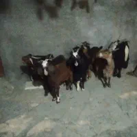 بز و بزغاله