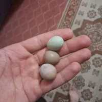 تخم نطفه دار مینیاتوری