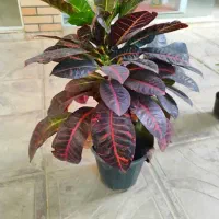 گل و گیاه|گل و گیاه طبیعی|دهدشت, |دیوار