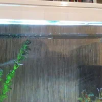 خرگوش و ماهی و کبوتر|موش و خرگوش|شهرکرد, |دیوار