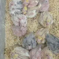 ۱۱عدد جوجه سرلاکی