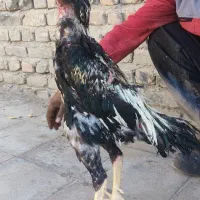 خروس لاری اوشامو