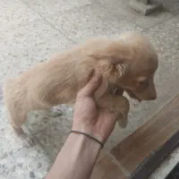 سگ پت