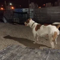 پیت بول گم شده|حیوانات|تهران, تهرانسر غربی|دیوار