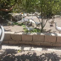غاز|حیوانات|اصفهان, کارلادان|دیوار