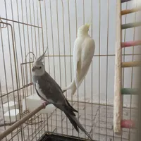 یک جفت عروس هلندی به همراه قفس