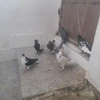 کفتر صید