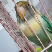 طوطی برزیلی|پرنده|رباط‌کریم, رباط‌کریم|دیوار