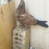 کبوتر یه جفت مفلق کله هندی لایه سیاه پشت ماده|پرنده|نجف‌آباد, فاز ۳ شهرک آزادگان|دیوار