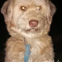 این سگ گمشده هرکس پیداش کرده نژاد تریر