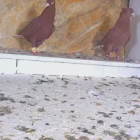 علی خلیلی|پرنده|مشهد, انصار|دیوار