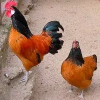 تخم نطفه دار مرغ زینتی