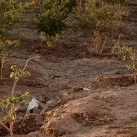 باغ ابارش آباد