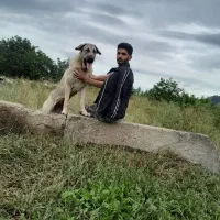 واگذاری ماده پژدر ،عراقی|سگ|رودسر, |دیوار