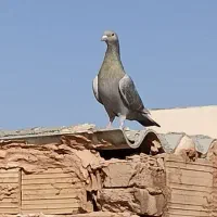 کبوتر جوانه ارزون|پرنده|سبزوار, امیر کبیر|دیوار
