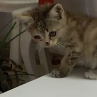 واگذاری گربه