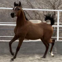 تعدادی نریان بالغ و کره ی عرب مصری (۲سر وارداتی)|اسب و تجهیزات اسب‌سواری|تهران, چیتگر جنوبی|دیوار