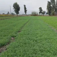 سبزی شوید وگشنیز