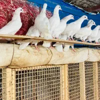 کبوتر پتی والا