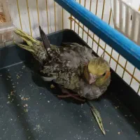 جوجه عروس هلندی|پرنده|تبریز, |دیوار