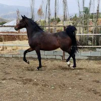 کارگر کار در اسطبل اسب