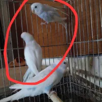 پرنده