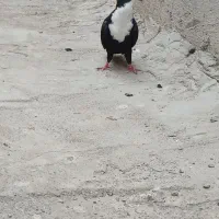 کفتر|پرنده|زابل, |دیوار
