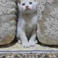 پشمالو