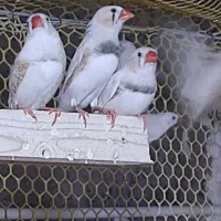 فنچ زبرا|پرنده|بندرعباس, |دیوار