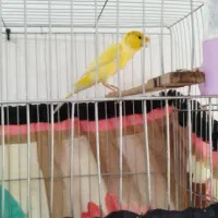 قناری نر رنگ طلای