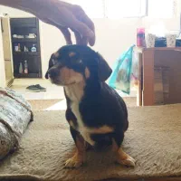 سگ پاکوتاه باردار|سگ|کرمانشاه, |دیوار